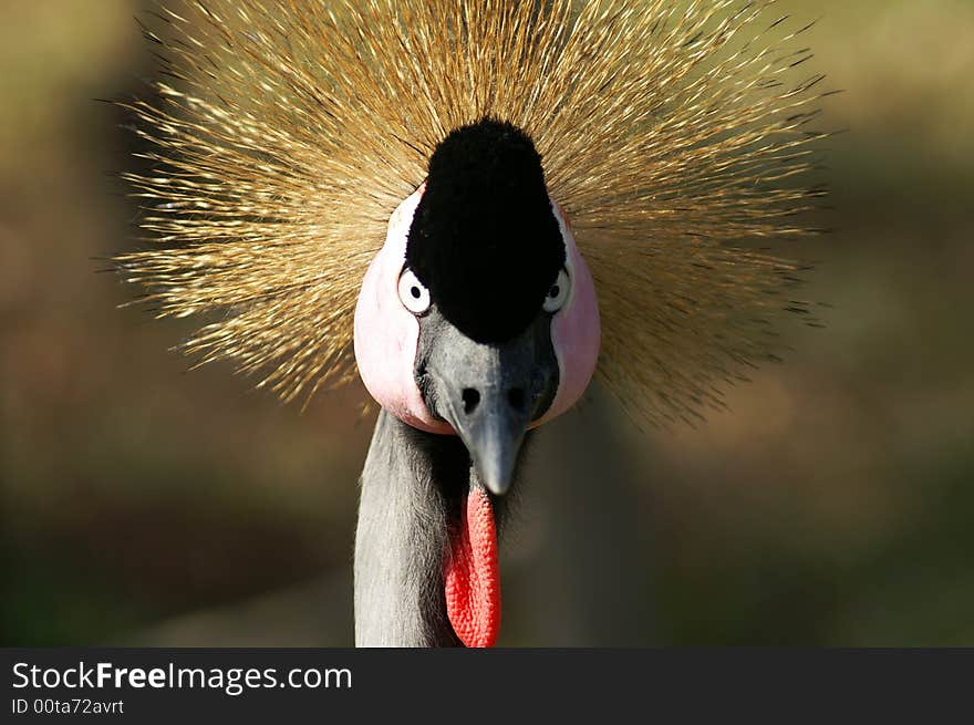 Pretty victoria crowned crane portrait