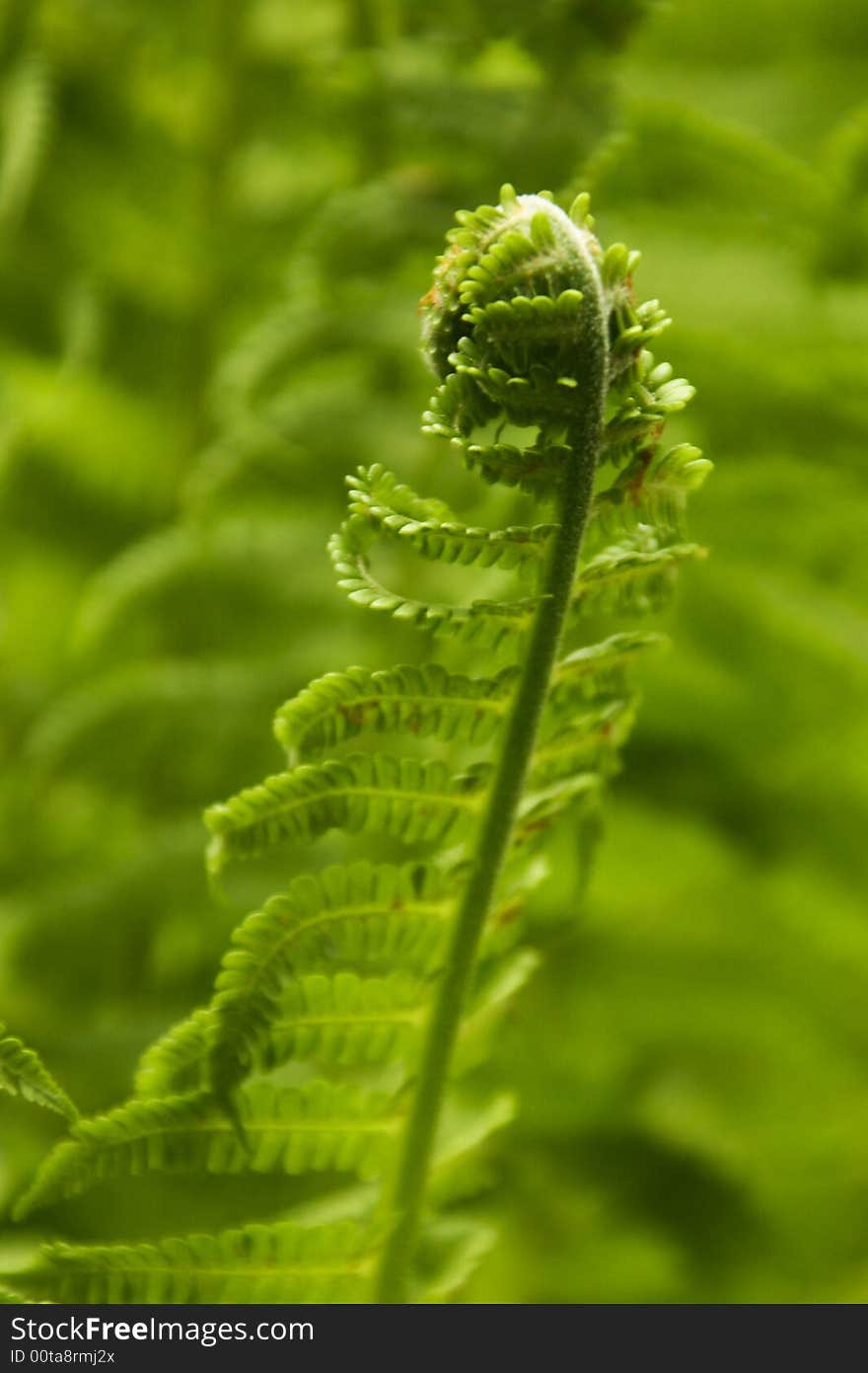 Growing Fern Leafs