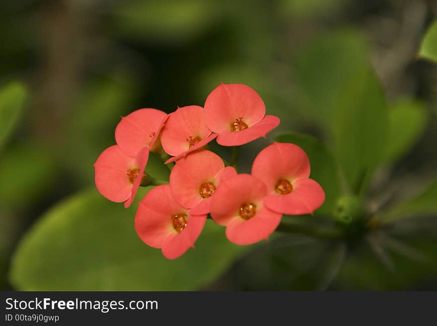 Shinny succulent flowers