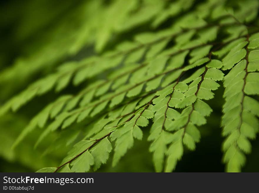 Close Up Of Fern Leafs