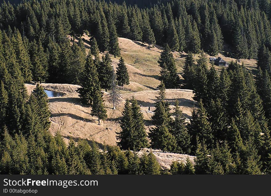 Crow Glade In Carpathian