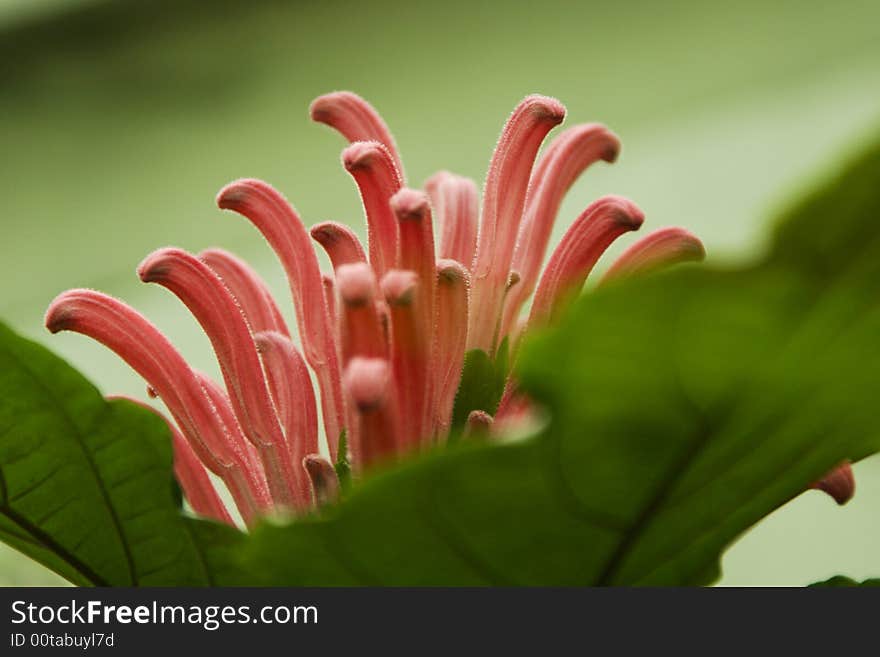 PINK TROPICAL FLOWER