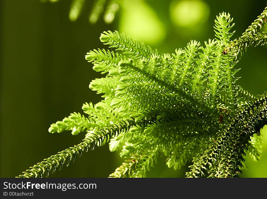 Close up of fir twig