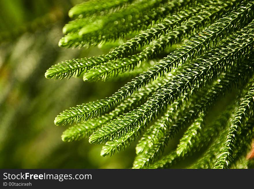 Close Up Of Fir Twig