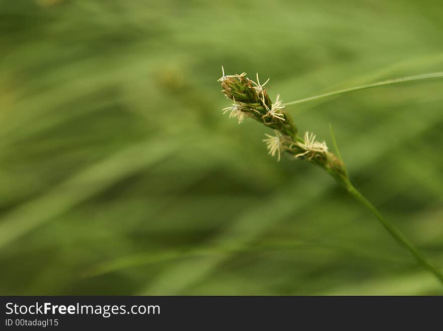 Close Up Of Grass Flowers