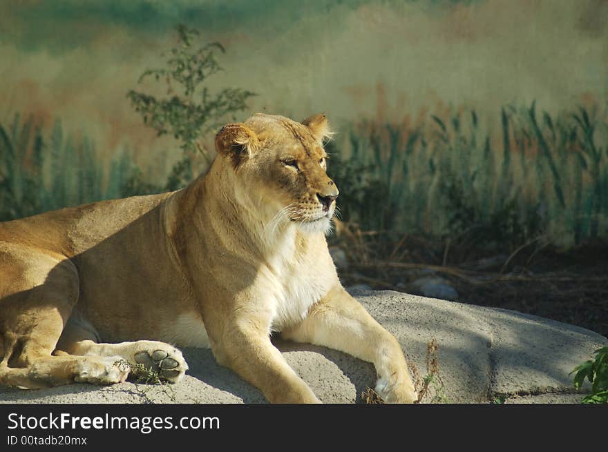 A picture of a lion in a zoo. A picture of a lion in a zoo