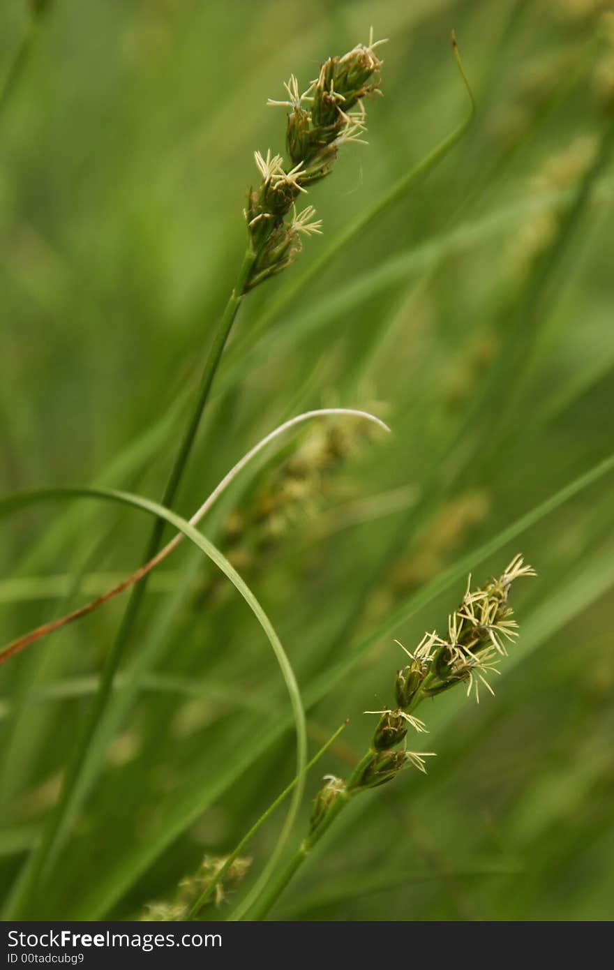 Close Up Of Grass Flowers