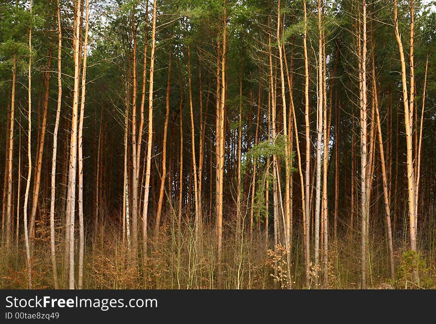 An image of  forest of high pine-trees