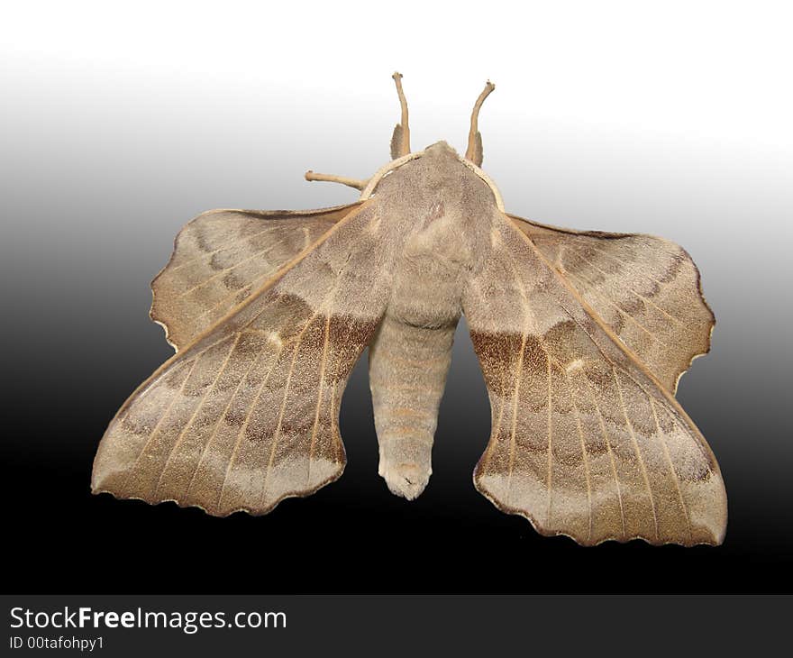 Hawk Moth