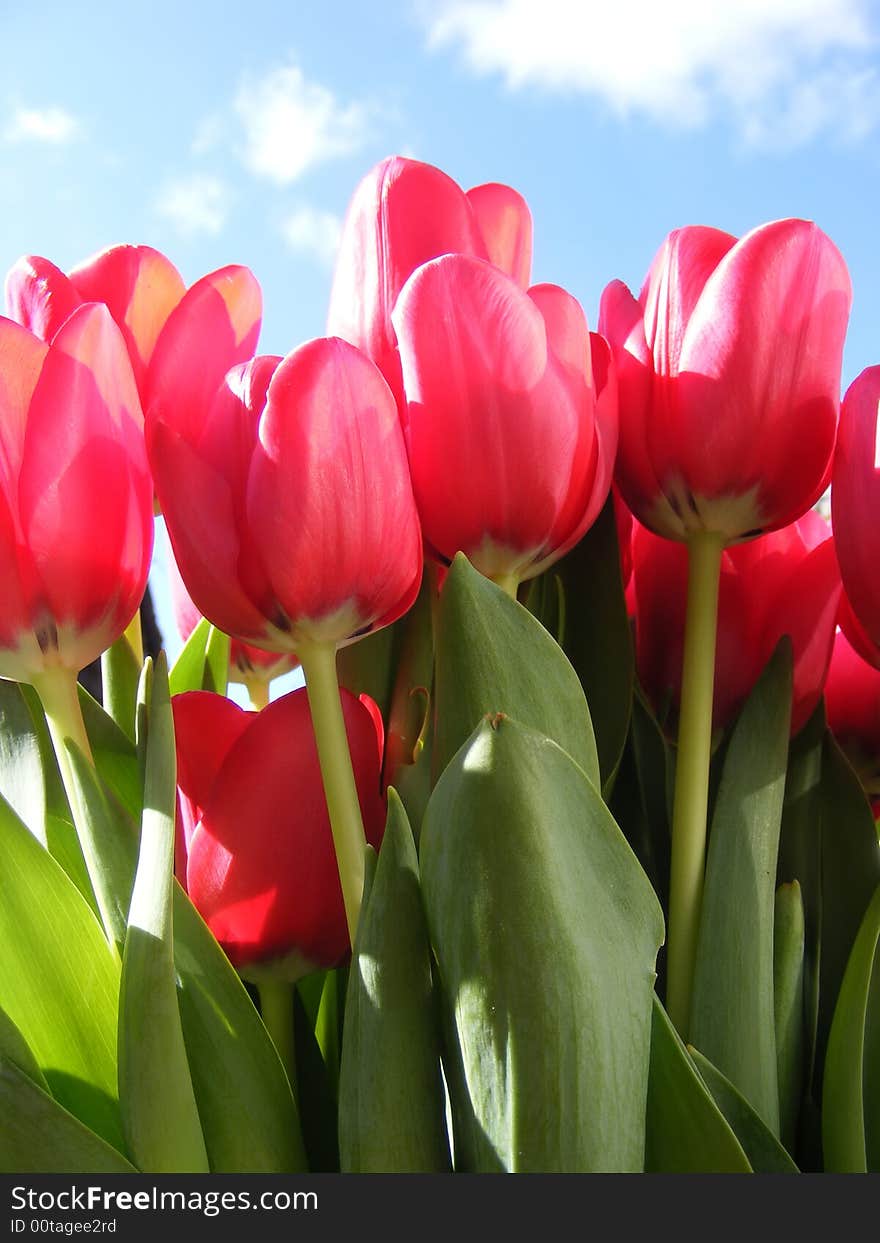 Vivid red tulips againts bright blue sky