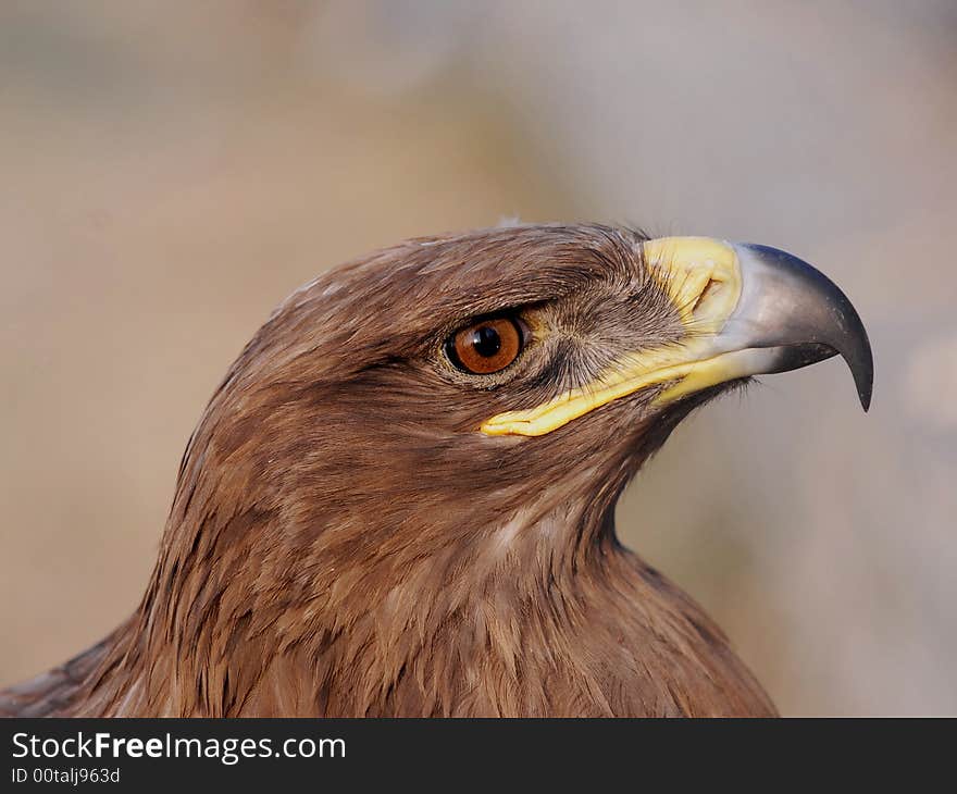 Head of Gold Eagle,in Beijing Zoo.