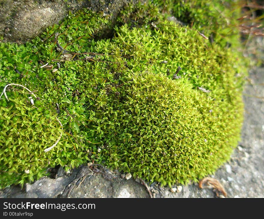 Green moss closeup