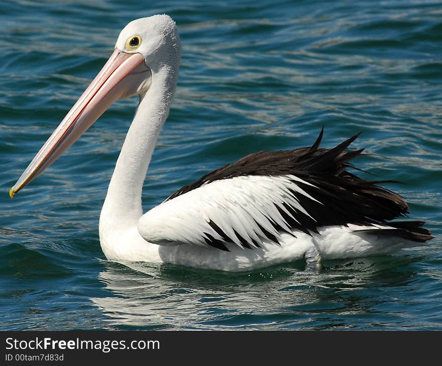 Pelican,in Rose Harbor,Sydney,Austrilia.