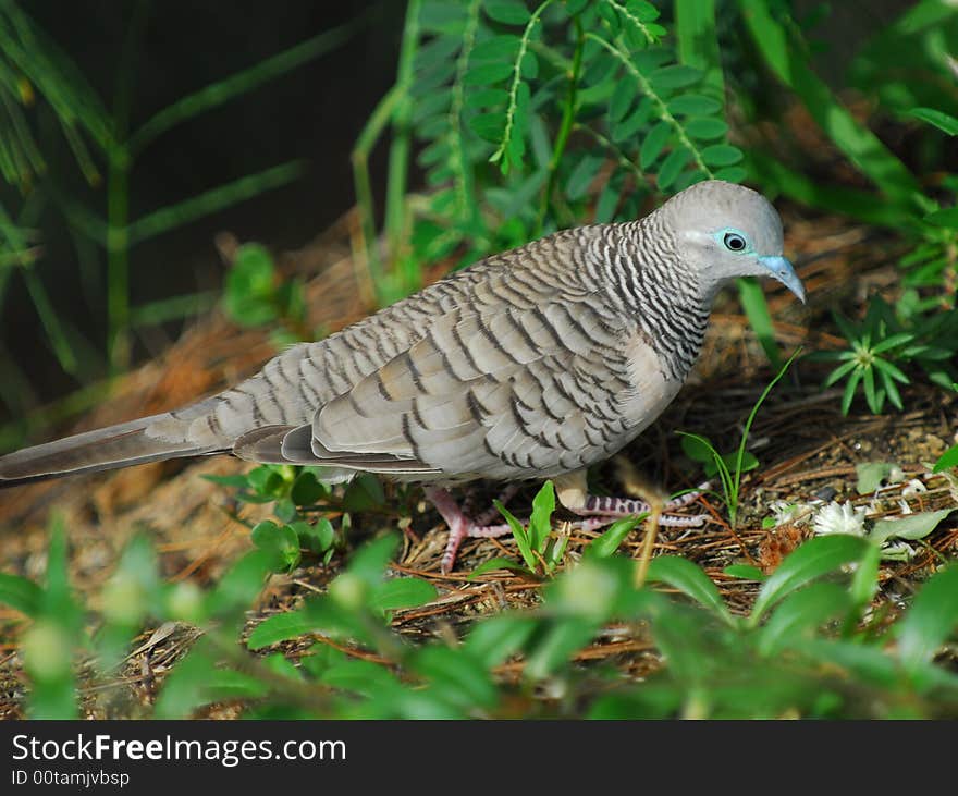 Little Dove,Cairns,Australia.Jan,2008.