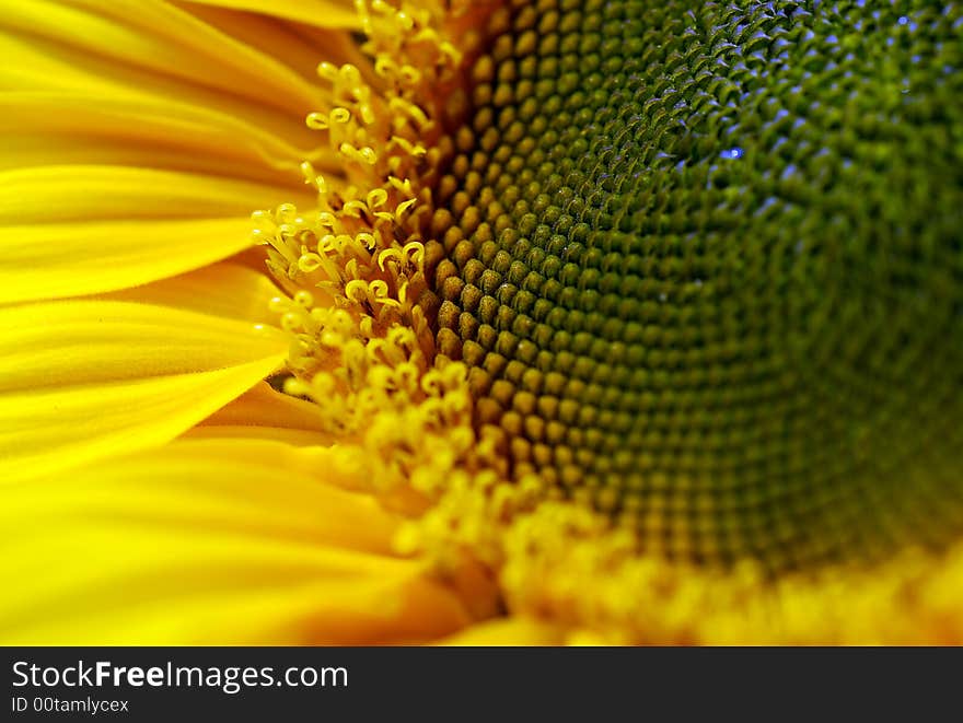 A plant called sunflower
yellow
round