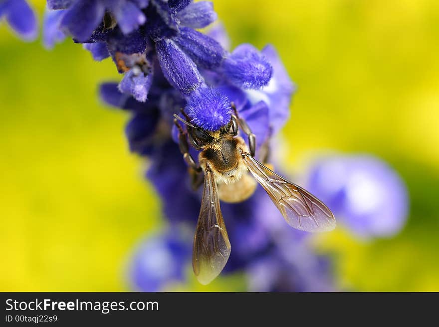 Bee In Love With Flowers