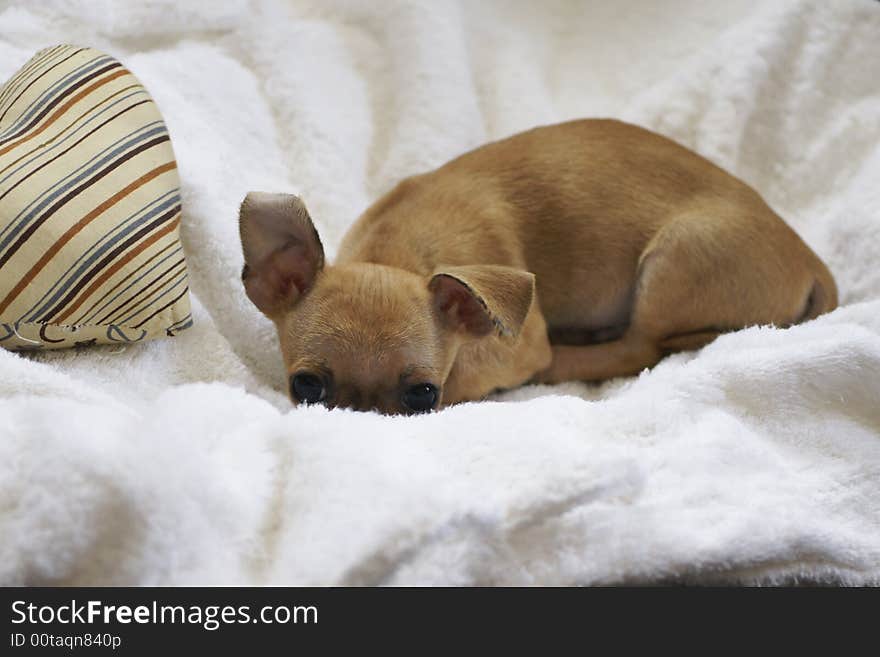 Cute puppy chihuahua is laying on white robe. Cute puppy chihuahua is laying on white robe