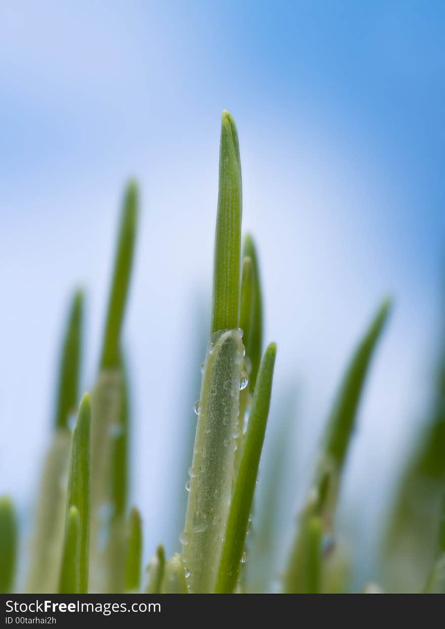 Grass with water drops over a blue sky