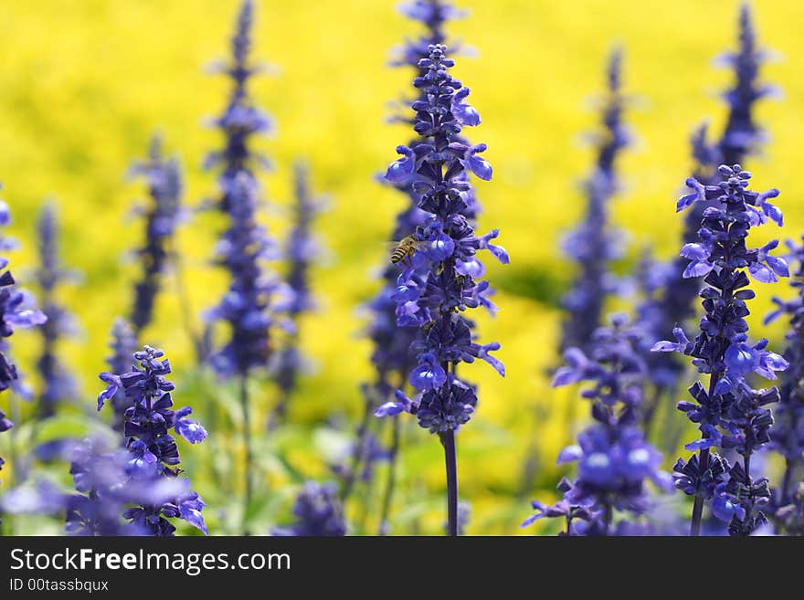 Bee is busy with flowers in the garden. Bee is busy with flowers in the garden