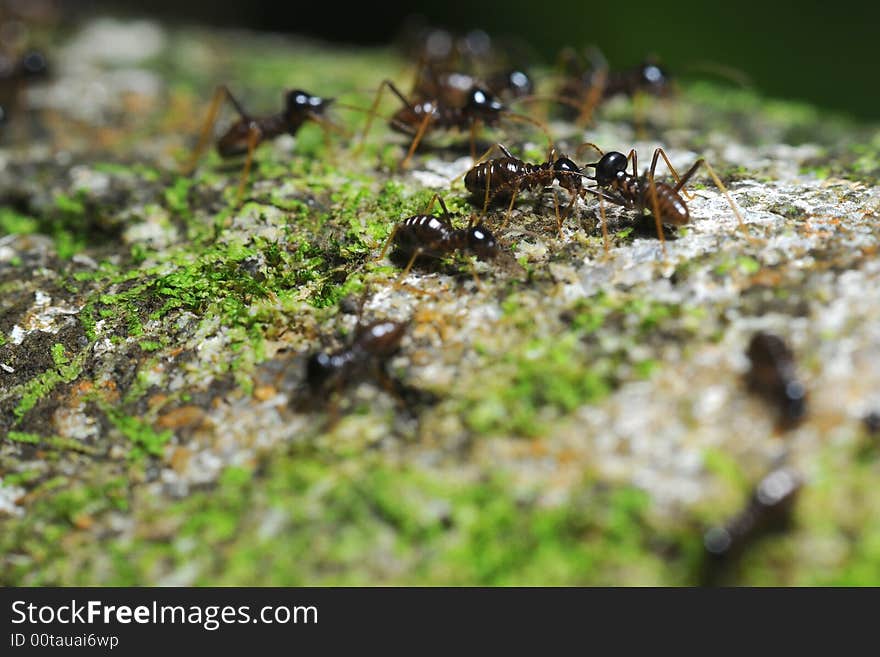 Ants communicating with each other