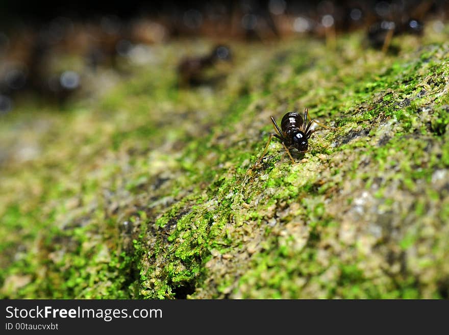 An ant deserting from its marching colony in the background. An ant deserting from its marching colony in the background