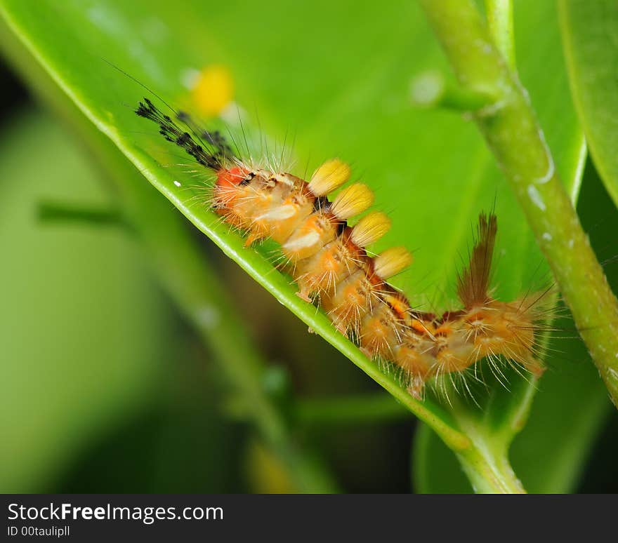 A hairy caterpillar resting on a green leaf. A hairy caterpillar resting on a green leaf