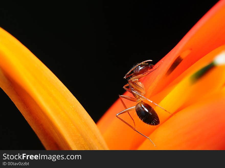 Ant On Orange Finger Flower