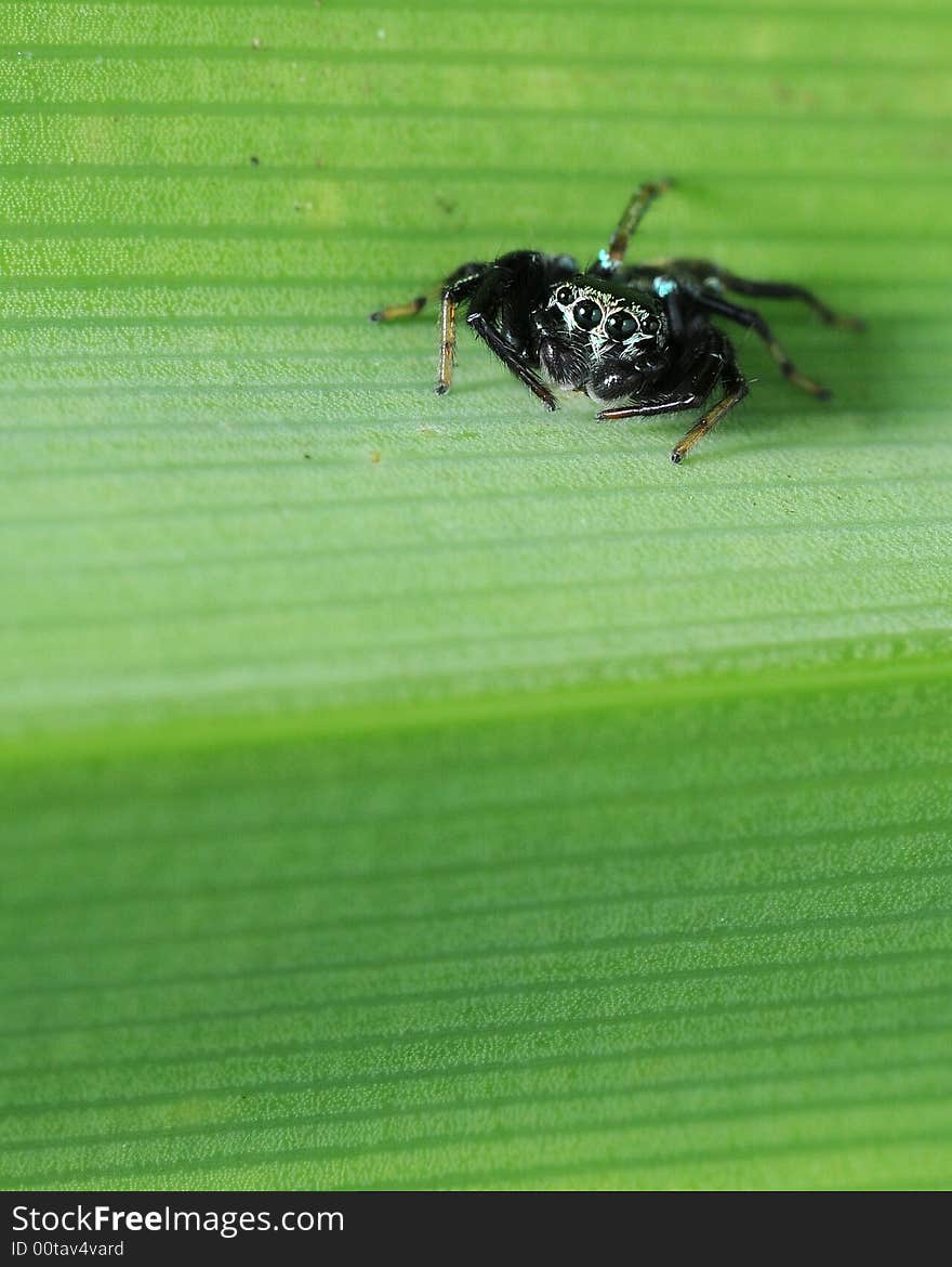 Spider on a leaf