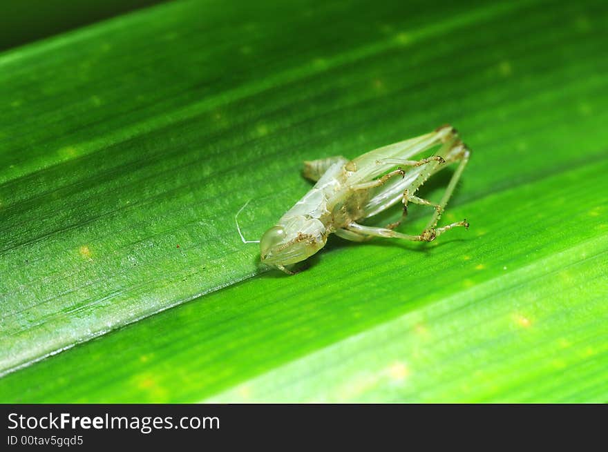 Shedded Skin Of A Cricket