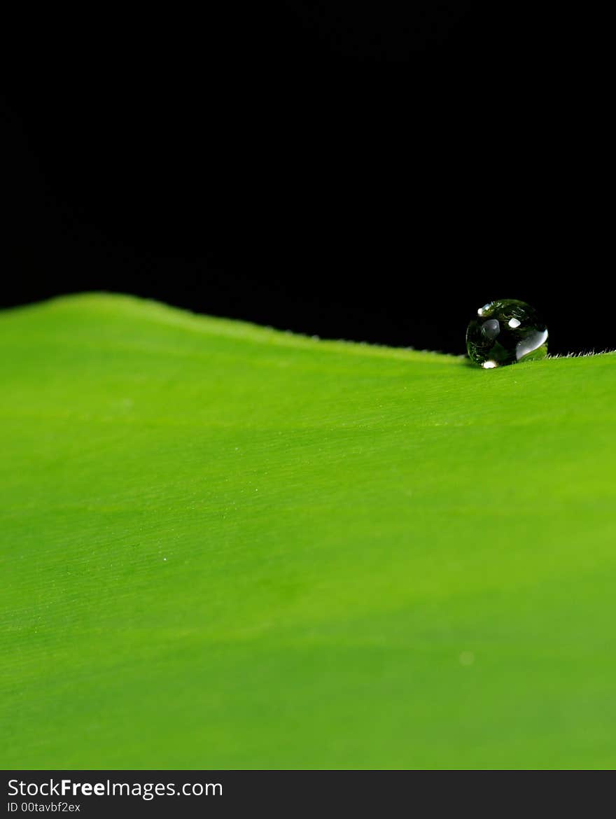 Water droplet on curved surface of a green leaf