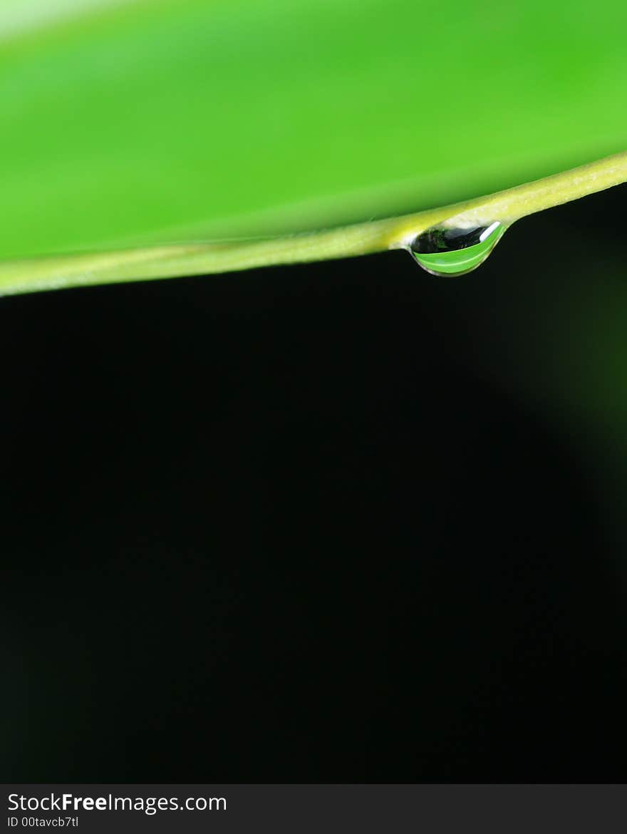 Water droplet on the edge of the leaf. Water droplet on the edge of the leaf