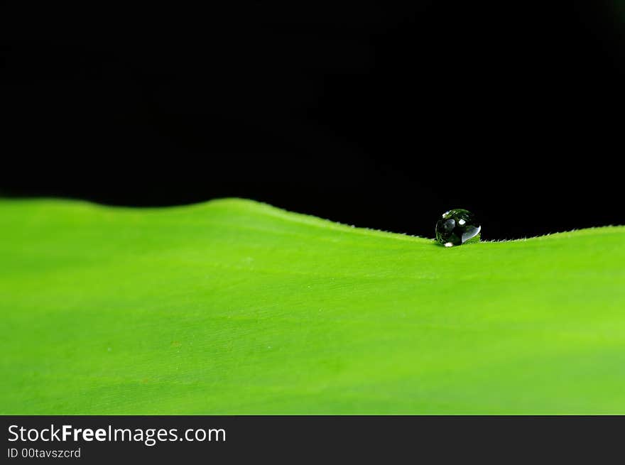 Water droplet on leaf