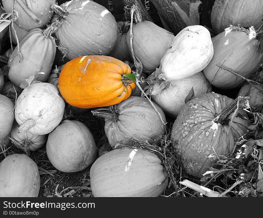 Agglomeration Of Yellow And Orange Pumpkins