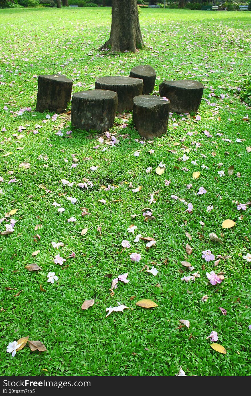 Wooden Bench and Green Grass