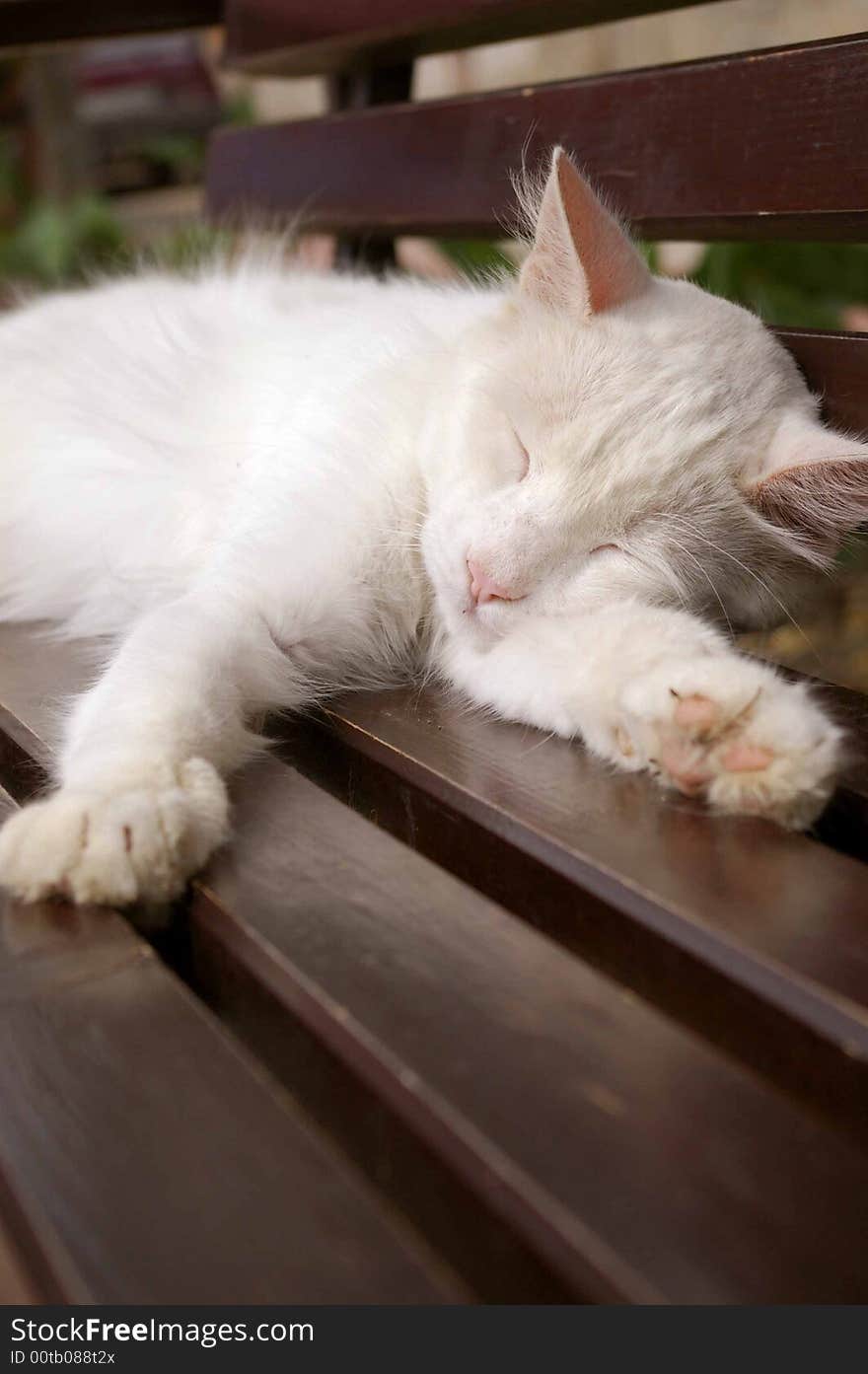 A kitten is sleeping on the bench. A kitten is sleeping on the bench