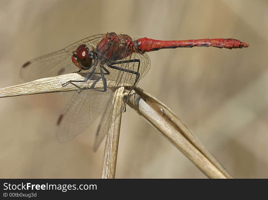 Red dragonfly by sunny day