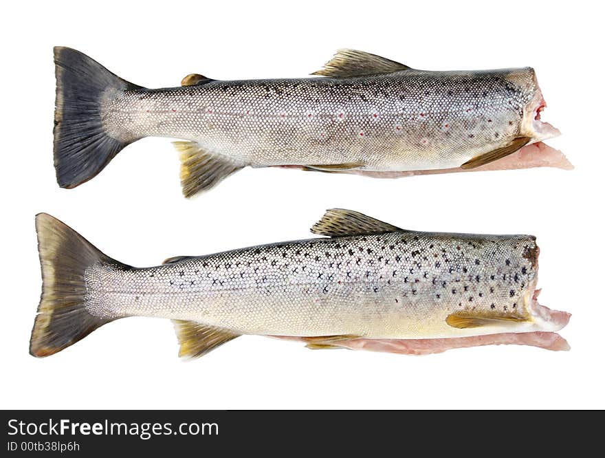 Fresh and dead trouts on the white background. Fresh and dead trouts on the white background