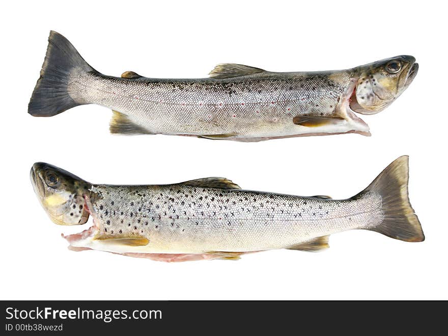 Fresh and dead trouts on the white background. Fresh and dead trouts on the white background