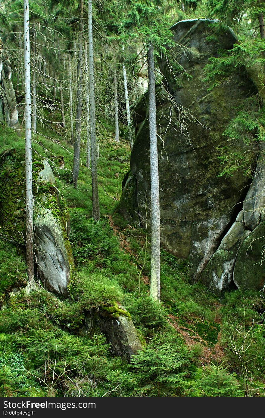 Rock in mist of forest