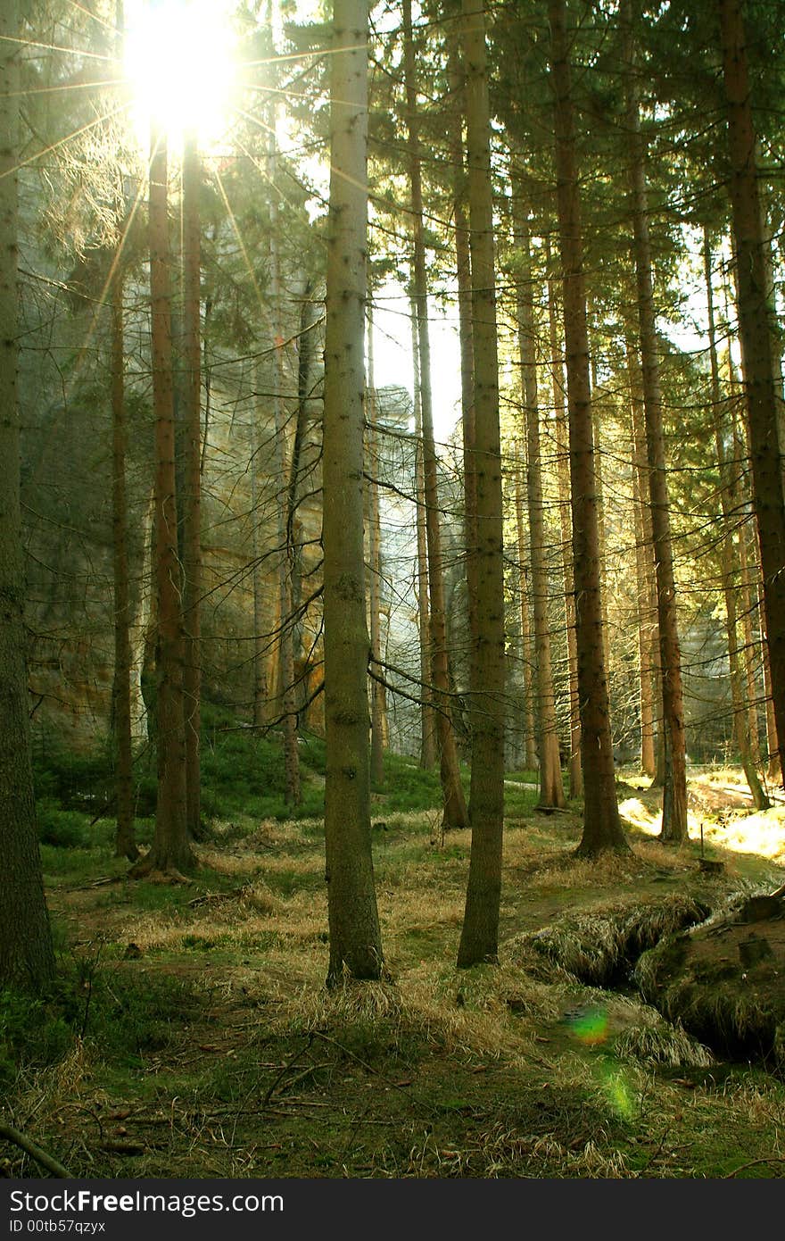 Rock In Mist Of Forest