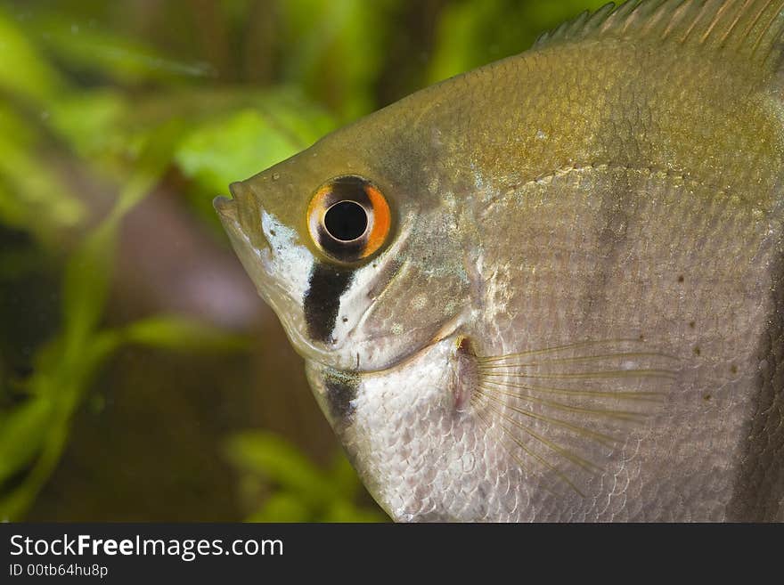 Aquarium fish with eggs on the plant