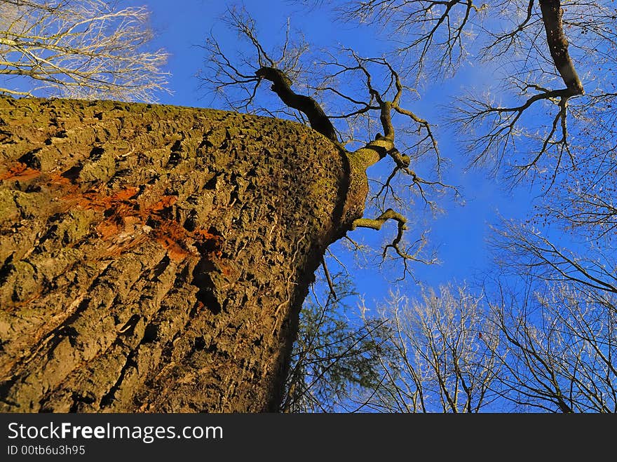 Leafless trees no.2