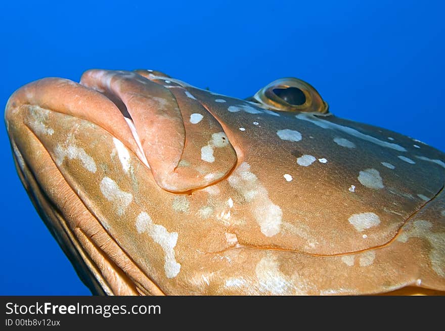 This close-up reveals the head of a Nassau grouper as it gazes upwards into an area of rich blue copy space. This close-up reveals the head of a Nassau grouper as it gazes upwards into an area of rich blue copy space.