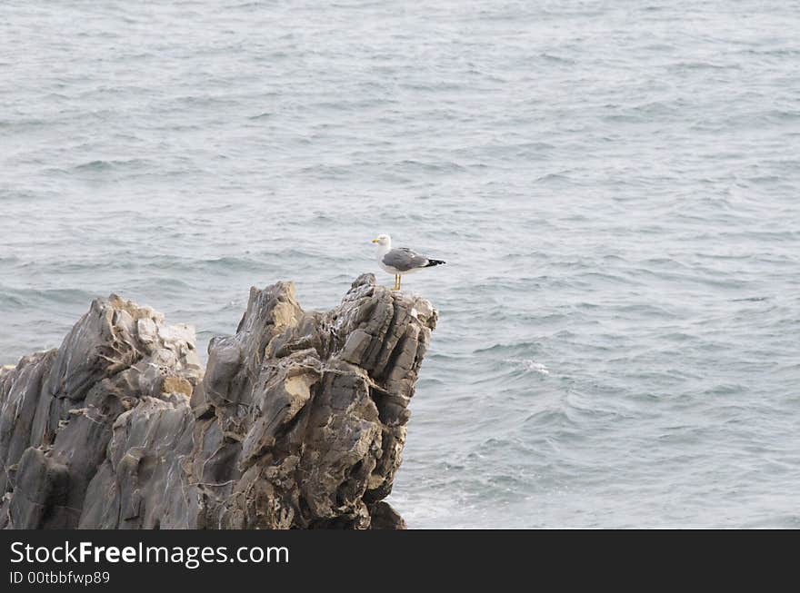 Gull Waits On A Rock