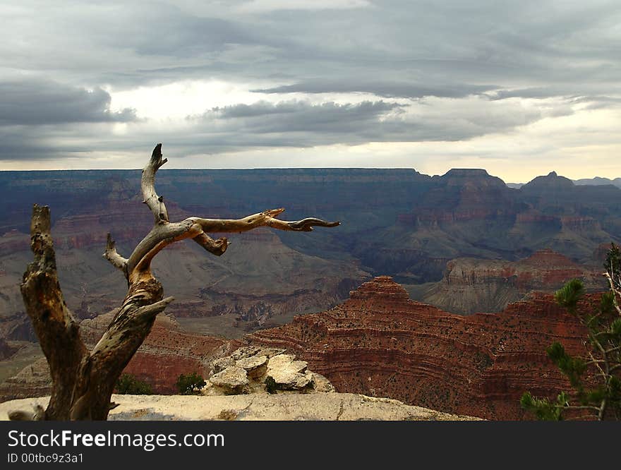 Dry tree above The Grand Canyon, Arizona