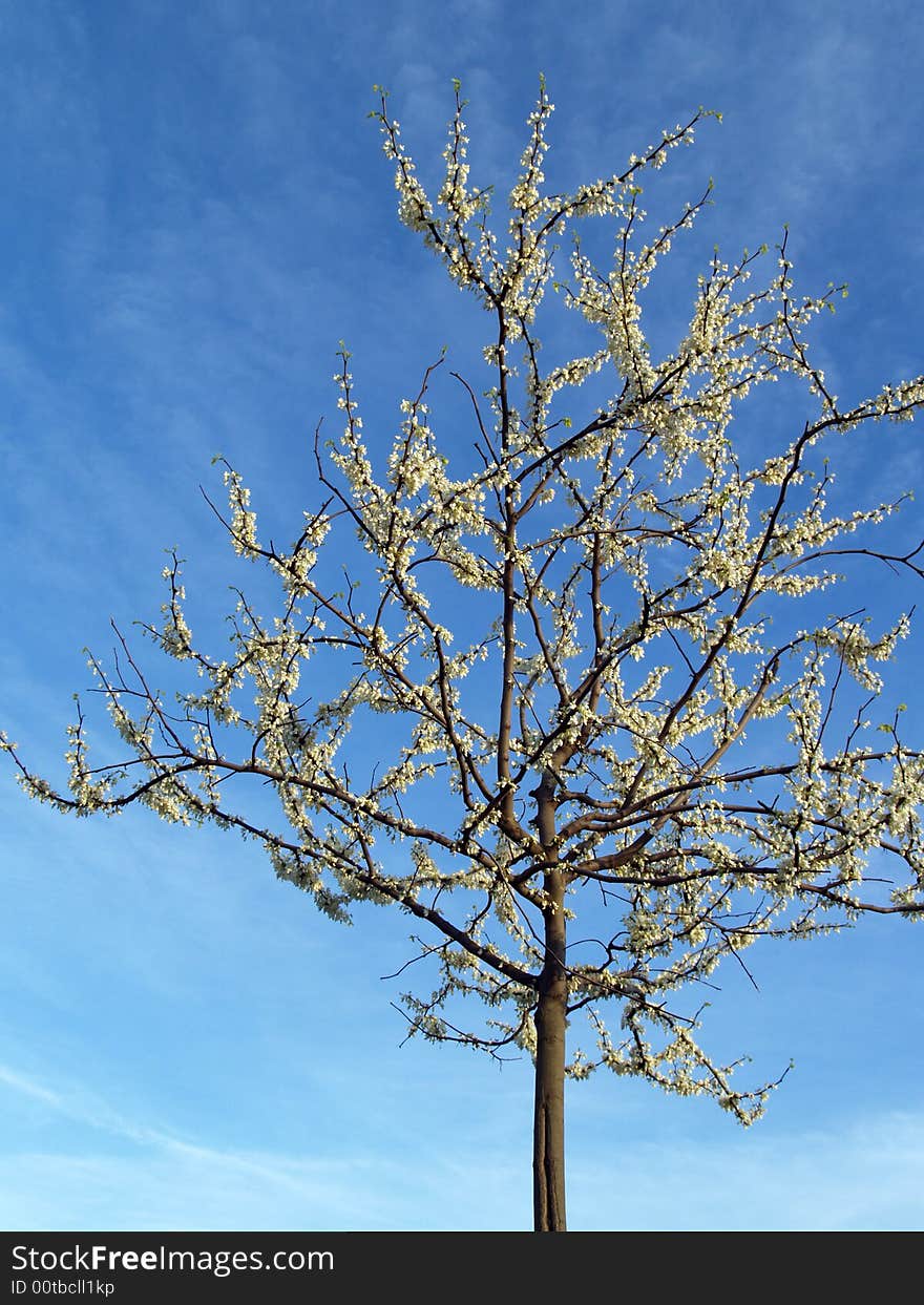 A less common redbud tree with white blossoms, standing alone (Cercis canadensis alba, or Eastern redbud alba). Found in Eastern U.S. Blooms in spring. A less common redbud tree with white blossoms, standing alone (Cercis canadensis alba, or Eastern redbud alba). Found in Eastern U.S. Blooms in spring.