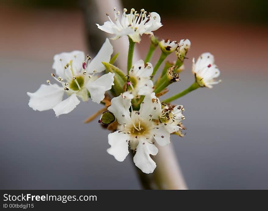 Blooming trees in a spring