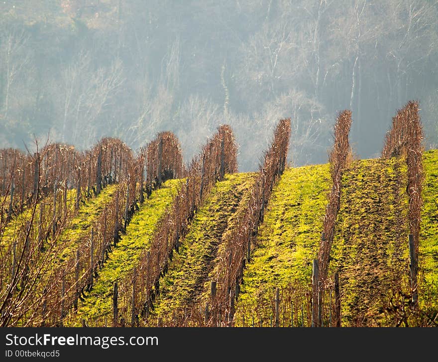 Italian vineyards