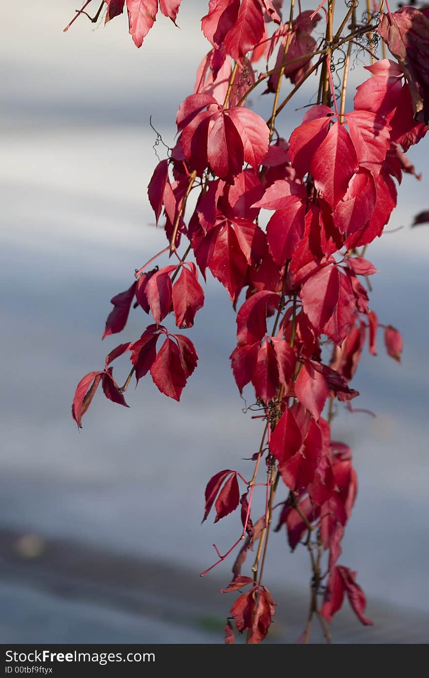 Red leafs, oktober in Munich, Germany