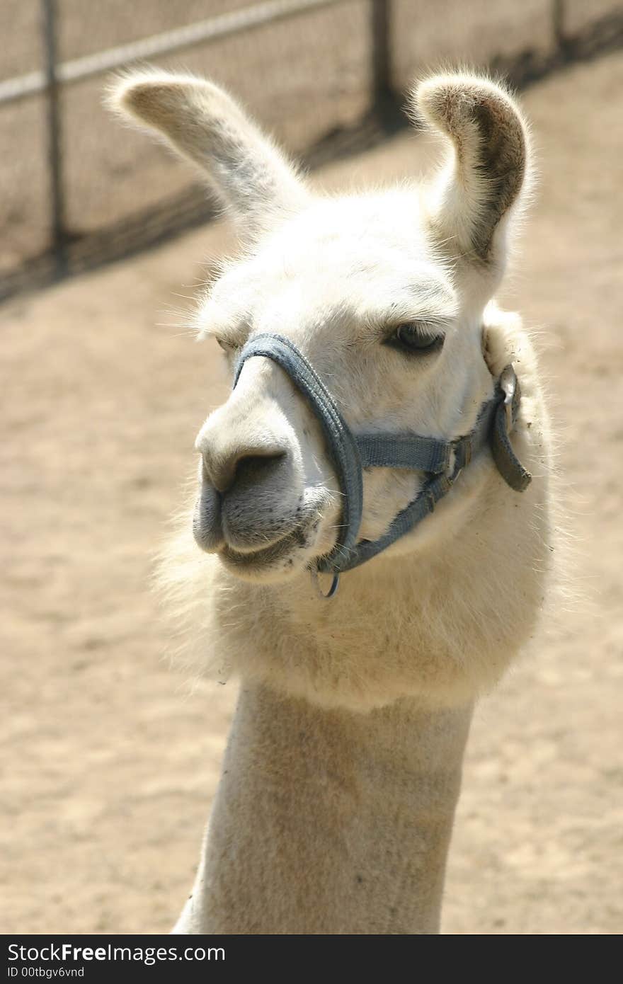 Llama with a muzzle